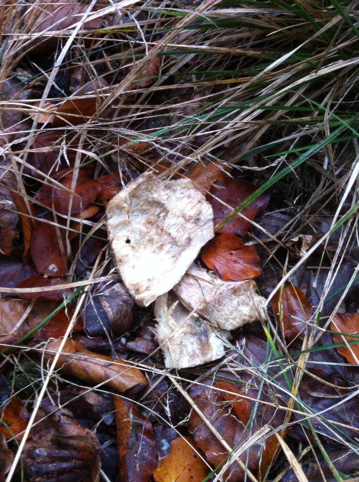 Half eaten porcini mushroom in the forest
